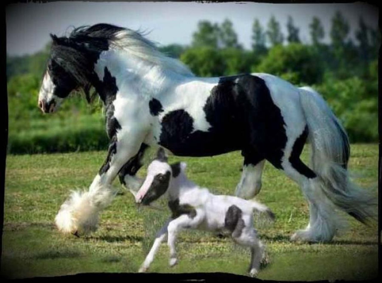 Наименьшая лошадь в мире. Лошадь Фалабелла и Шайр. Пони Эйнштейн. Маленькие лошадки.