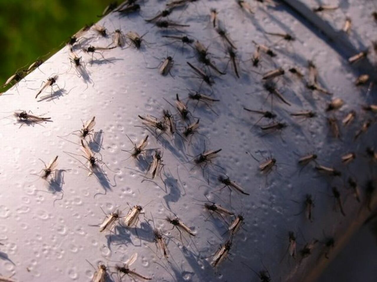 Комары фото в тундре