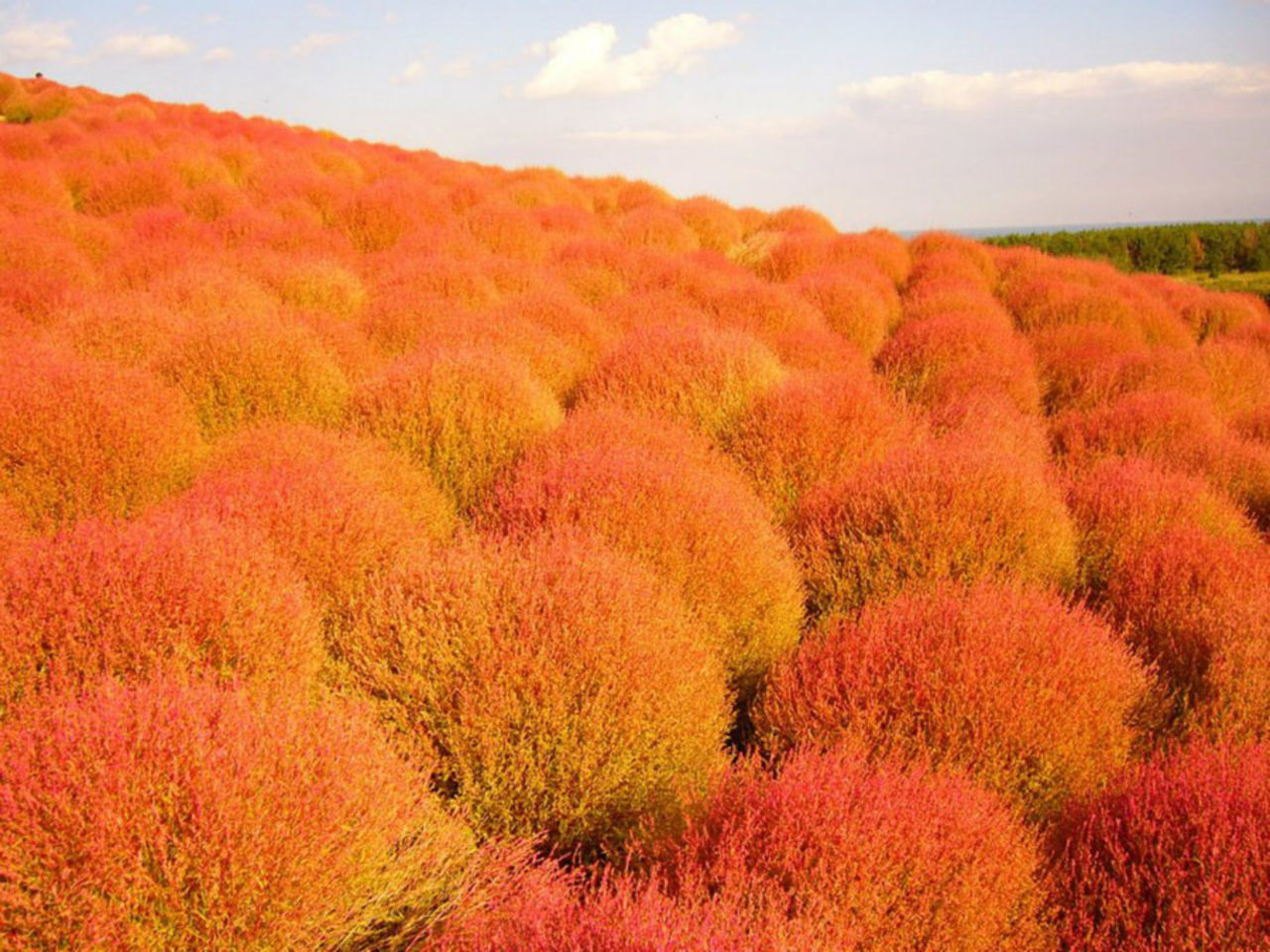 Национальный Приморский парк Хитачи, Япония оранжевый
