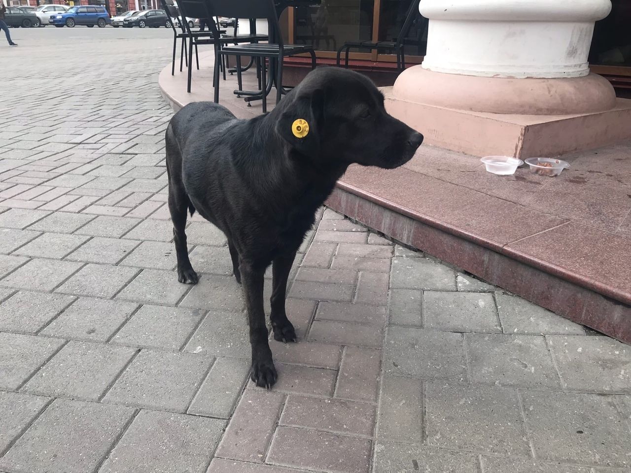 Черный пес похожий на лабрадора