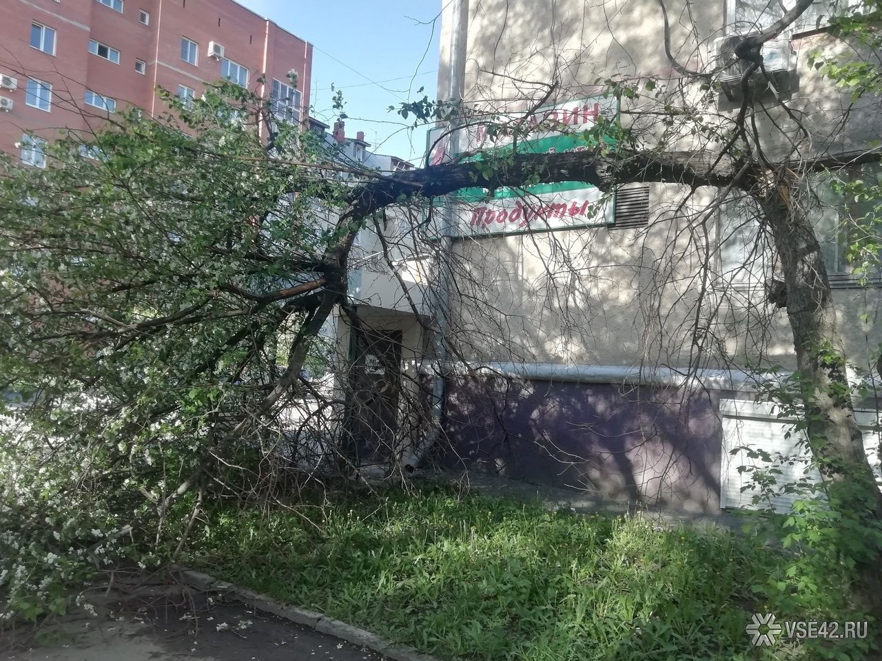 Ураган в мытищах. Ураган в Новокузнецке. Последствия урагана в Новокузнецке. Последствия урагана в Новокузнецке в ноябре 2023. Новокузнецк последствия урагана 19.11.23 на машину упало дерево.