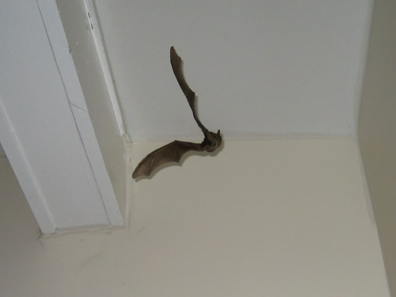 Залетает в дом летучая. Летучая мышь в квартире. Мышь на подвесном потолке. Летучая мышь залетела в квартиру. Летучие мыши на потолке.