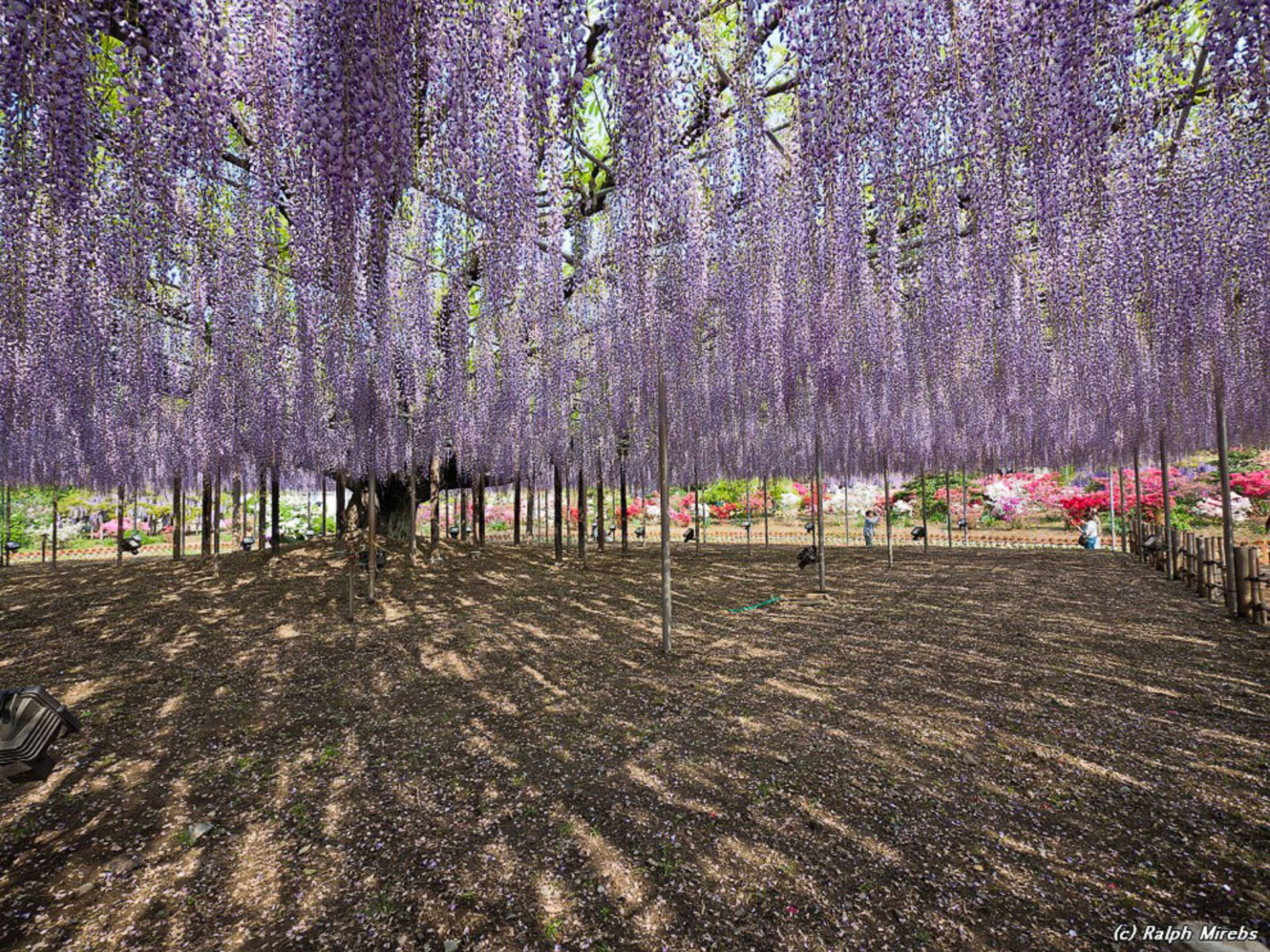 Асикага Парк Цветов