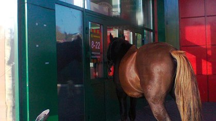 В Новокузнецке в магазин пришла лошадь