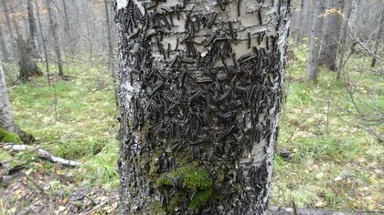 В лесах Кузбасса орудует шелкопряд