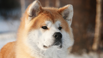 Японские власти передумали дарить Путину вторую собаку акита-ину