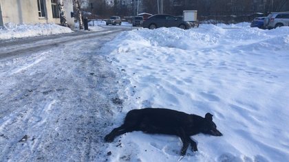Соцсети: в Кузбассе убивают бродячих собак