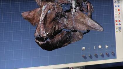 Палеонтологи показали ускоренную сборку пситтакозавра из Кузбасса