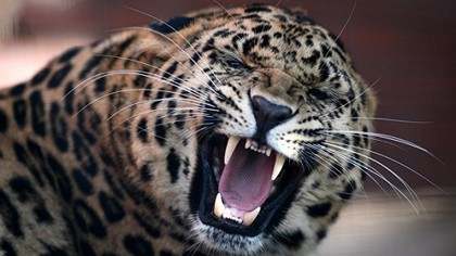 В Красноярском крае на женщину напал леопард