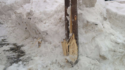 Кемеровские чиновники пообещали вылечить поврежденное во время уборки снега дерево