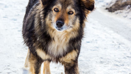 Новосибирские догхантеры распяли бездомную собаку на заборе 
