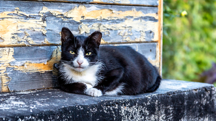 Кошка и котята оказались заперты в подвале дома в Кемерове