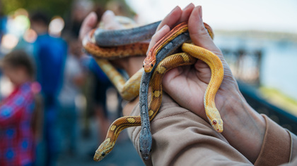 Кузбассовцы запечатлели “разгуливающую” по улице змею