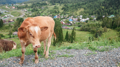 Супруги из Кузбасса при попытке продать коров стали жертвами аферистки