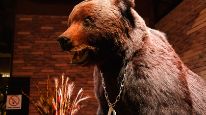 Медведь напал на женщин в Канаде