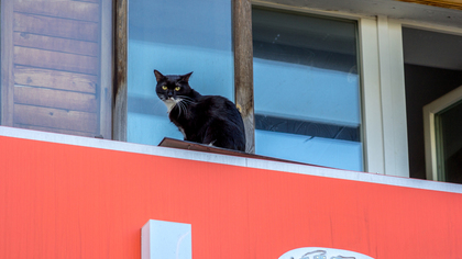 Жительница подмосковья выпрыгнула из окна горящей квартиры вместе с кошкой