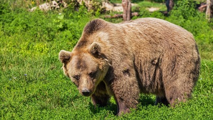 Разорили пасеку и напугали сельчан: кузбассовцам разрешили убить двух медведей