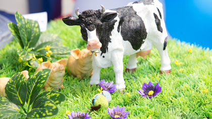 Стадо коров насмерть затоптало вегетарианку в Великобритании