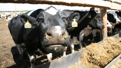 Ветеринарный надзор обнаружил трупы телят и скелеты коров на сельхозпредприятии в Кузбассе
