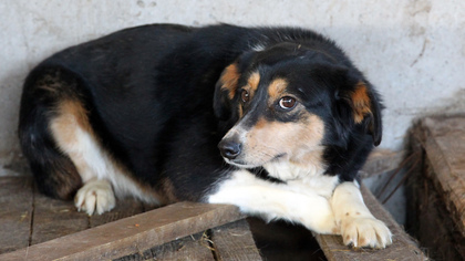 "Оторвано мясо, капает гной": неизвестные расставили капканы на собак в Новокузнецке