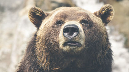Жители Новокузнецка заметили медведя на дачных участках