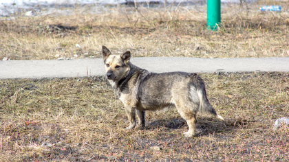 Спасение собаки обернулось для кузбассовца судом и потерей 200 000 рублей