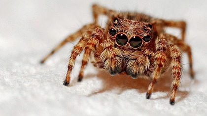 Популяция пауков размером с ладонь выросла в Великобритании