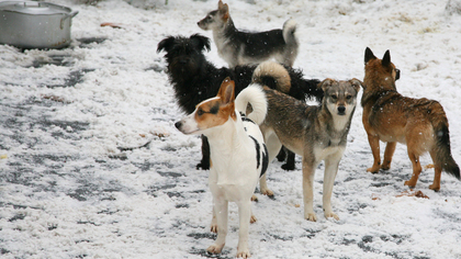 Бродячие собаки мешают дорожному движению в Ленинске-Кузнецком