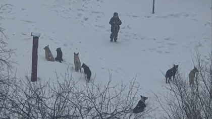 Жители кузбасского города сообщили о стае бездомных собак около детского сада