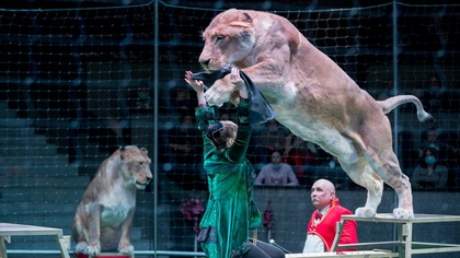 Зрелищное шоу «Львы Африки», в котором задействовано сразу восемь хищников, покажут на манеже Кемеровского цирка