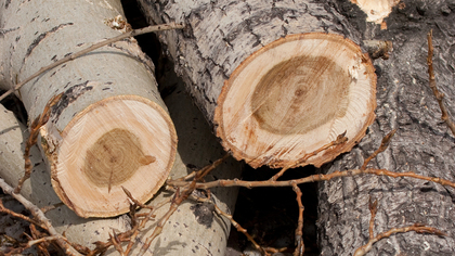 Опасный усач испортил деревья в Кузбассе
