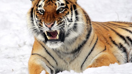 Тигр убил более десятка собак в Приморье