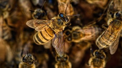 Совещания с пчеловодами пройдут в Кузбассе после массовой гибели пчел в 2020