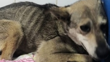 Собака без задних лап и с тремя сотнями клещей попала в новокузнецкий приют