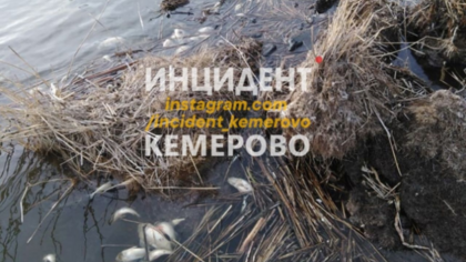 Власти стали разбираться в причинах массовой гибели рыбы в кузбасском озере