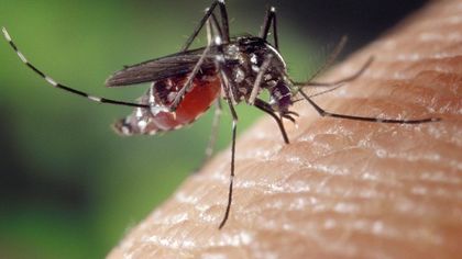 Ученый из Роспотребнадзора сообщила о появлении комаров-переносчиков лихорадки и глистов