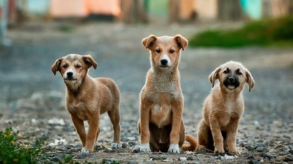 Правоохранители задержали жителя Ростова-на-Дону за расстрел бездомных собак