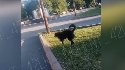 Скопление бездомных собак на детской площадке насторожило жительницу Кузбасса