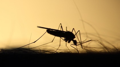 Телеврач Малышева перечислила основные мифы о методах борьбы с комарами