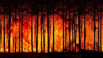 Минфин предложил повысить в России штрафы за приводящие к лесным пожарам нарушения