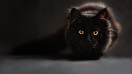 "Жуткая антисанитария": кузбасская пенсионерка завела более 20 кошек в своей квартире