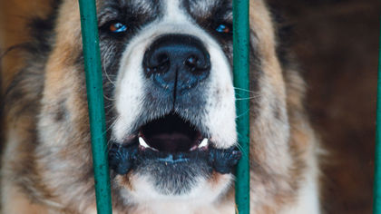 Власти Анжеро-Судженска направят пойманных бездомных собак в Кемерово