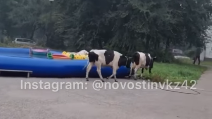 Коровы пробрались на детскую площадку в Новокузнецке