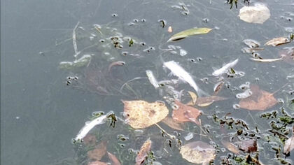 Власти проверят информацию о массовой гибели рыбы на реке в Кузбассе
