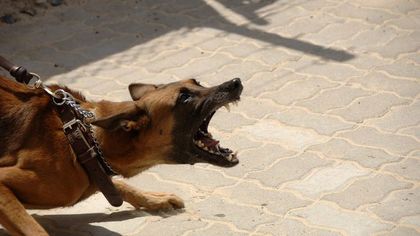 Кузбассовцы смогли наказать хозяина собаки за нападение на детей