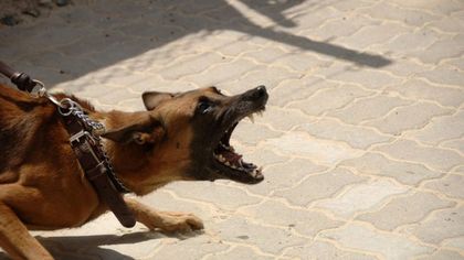 Собака вцепилась в пенсионерку в Кузбассе