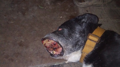 Собака с опухолью вместо глаза попала к зоозащитникам в Новокузнецке