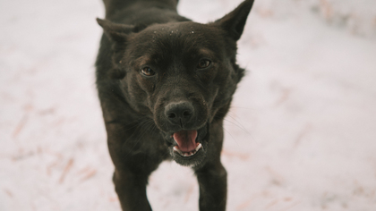 Кузбассовцы пожаловались на нашествие бездомных собак