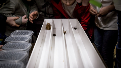 "Тараканы в голове": врачи нашли насекомое в ухе у жителя Коломны