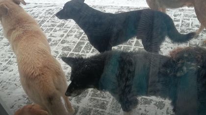 Кузбассовцы пожаловались на опасную стаю бездомных собак